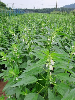 백봉2리밭농사곡식님의 참깨 · 영농일지 작성글 사진