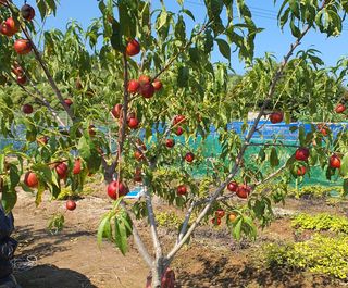 농사초보.동기님의 들깨 · 영농일지 작성글 사진
