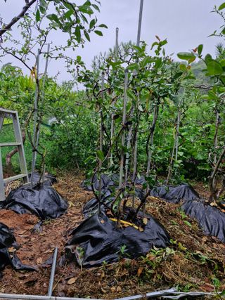 김재열님의 기타작물 · 영농일지 작성글 사진