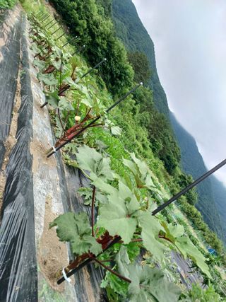 마도님의 고추 · 영농일지 작성글 사진