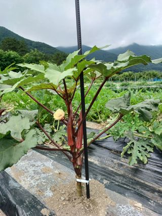 마도님의 고추 · 영농일지 작성글 사진