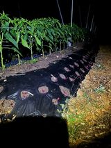 팜모닝 고추·영농일지 게시글 이미지