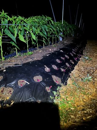 김옥환님의 고추 · 영농일지 작성글 사진