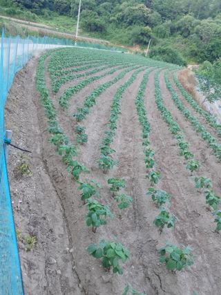 자연인님의 들깨 · 영농일지 작성글 사진