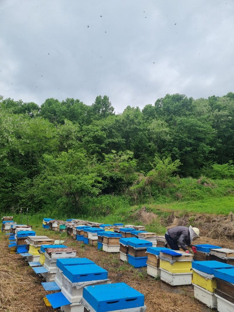 유미경님의 장터 판매 상품 [지리산 명품밤꿀(2.4kg)] 첨부 사진