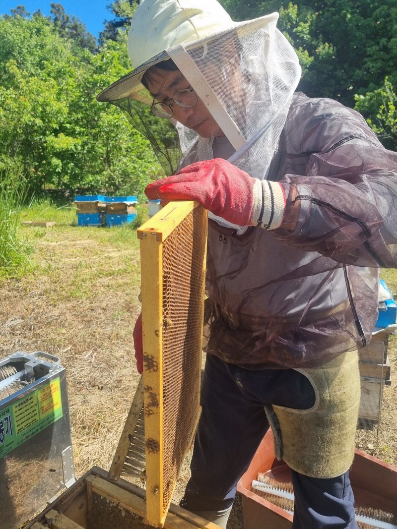 유미경님의 장터 판매 상품 [지리산 명품밤꿀(2.4kg)] 첨부 사진