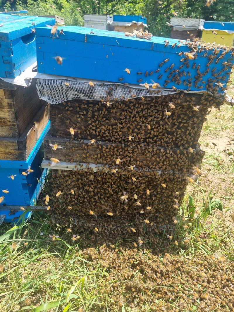 유미경님의 장터 판매 상품 [지리산 명품밤꿀(2.4kg)] 첨부 사진