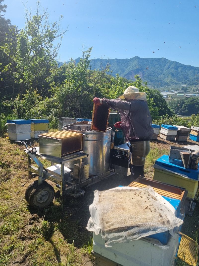 유미경님의 장터 판매 상품 [지리산 명품밤꿀(2.4kg)] 첨부 사진