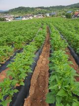 팜모닝 참깨·영농일지 게시글 이미지