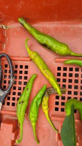 팜모닝 매실·영농일지 게시글 이미지