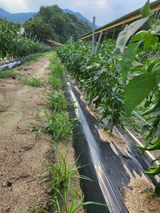 팜모닝 고추·영농일지 게시글 이미지