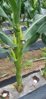 팜모닝 옥수수·영농일지 게시글 이미지