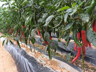 김인대님의 고추 · 영농일지 작성글 사진