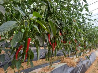 김인대님의 고추 · 영농일지 작성글 사진