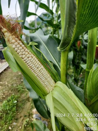 약도라지6018님의 작성글 사진