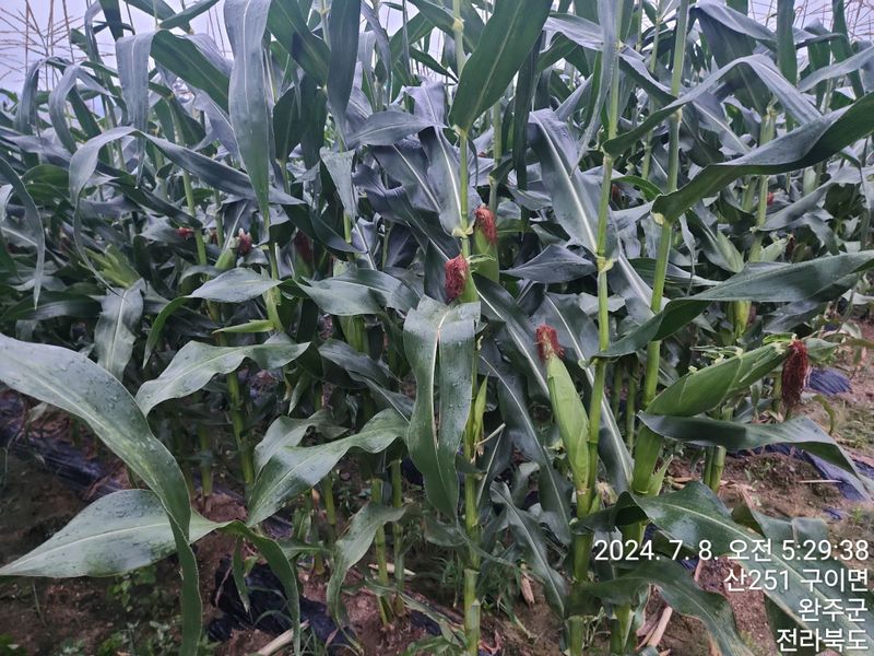 약도라지6018님의 장터 판매 상품 [찰옥수수 미백2호 50개 판매완료 ] 첨부 사진