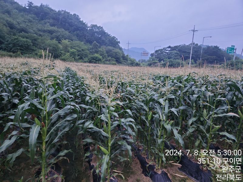 약도라지6018님의 장터 판매 상품 [찰옥수수 미백2호 50개 판매완료 ] 첨부 사진