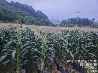 약도라지6018님의 작성글 사진