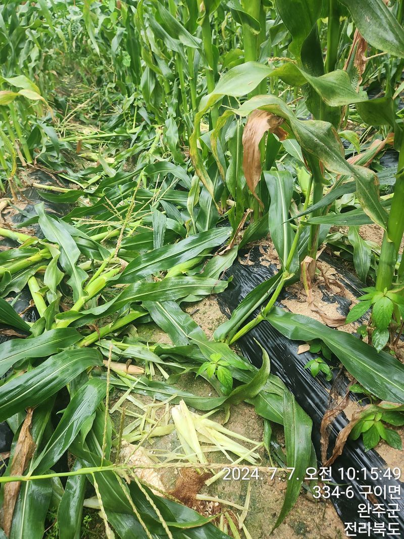 약도라지6018님의 장터 판매 상품 [찰옥수수 미백2호 50개 판매완료 ] 첨부 사진