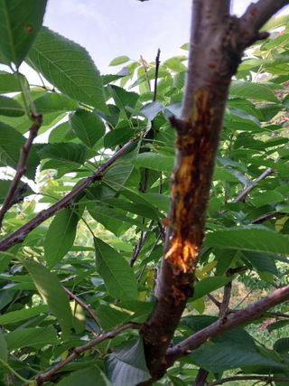 장준호님의 기타작물 · 영농일지 작성글 사진