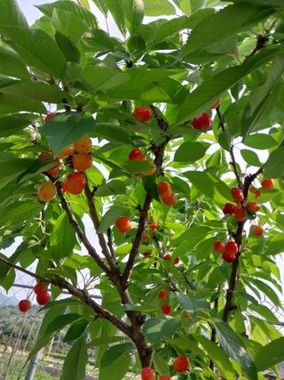 장준호님의 기타작물 · 영농일지 작성글 사진