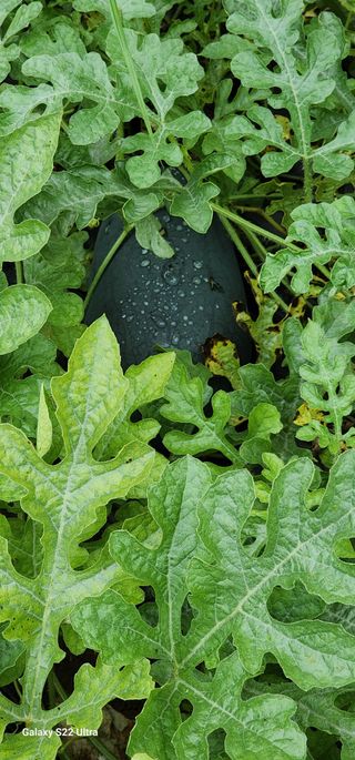 28 268 HQ님의 기타작물 · 영농일지 작성글 사진