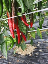 팜모닝 고추·영농일지 게시글 이미지