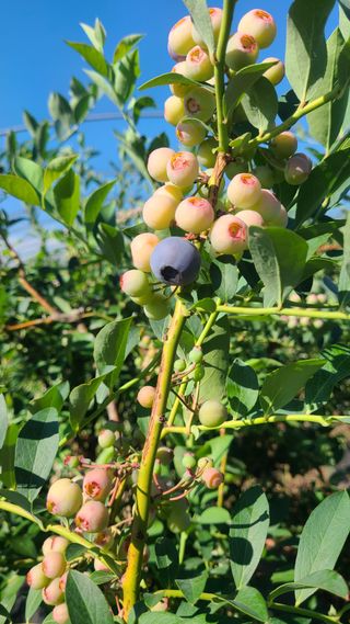 김동만님의 블루베리 · 영농일지 작성글 사진
