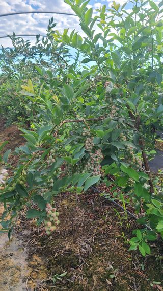 김동만님의 블루베리 · 영농일지 작성글 사진