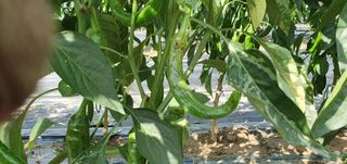 감7993님의 고추 · 영농일지 작성글 사진