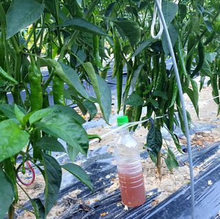 감7993님의 고추 · 영농일지 작성글 사진