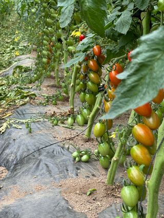 연재홍님의 토마토 · 영농일지 작성글 사진
