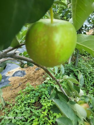 텃밭농님의 사과 · 병해충상담 작성글 사진