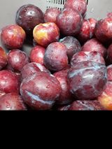 팜모닝 자두·영농일지 게시글 이미지