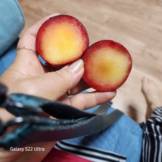 자두옥수수11574님의 자두 · 영농일지 작성글 사진