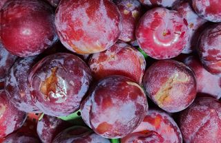 자두옥수수11574님의 자두 · 영농일지 작성글 사진