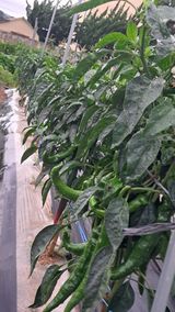 팜모닝 자유주제·자유게시판 게시글 이미지