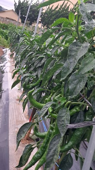 진요복님의 자유주제 · 자유게시판 작성글 사진