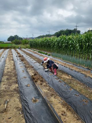 갑부님의 콩 · 영농일지 작성글 사진