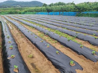 안기철님의 들깨 · 영농일지 작성글 사진