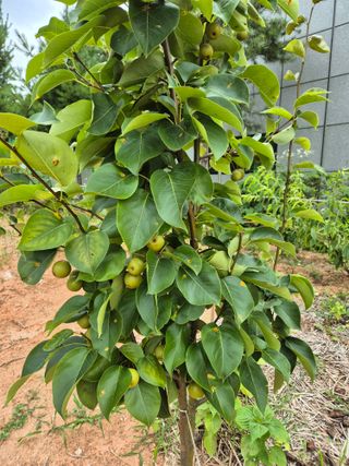 유재일님의 포도 · 영농일지 작성글 사진