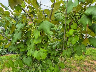 유재일님의 포도 · 영농일지 작성글 사진