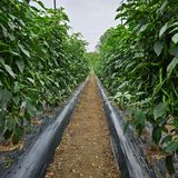 팜모닝 고추·영농일지 게시글 이미지