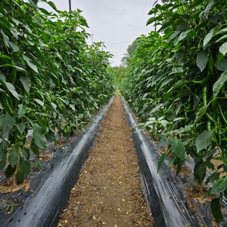 고병일님의 고추 · 영농일지 작성글 사진