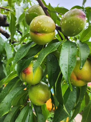 ok 체험학습농원님의 복숭아 · 영농일지 작성글 사진