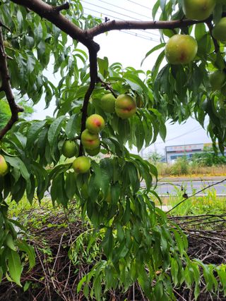 ok 체험학습농원님의 복숭아 · 영농일지 작성글 사진
