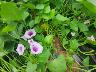 손웅호님의 고구마 · 영농일지 작성글 사진