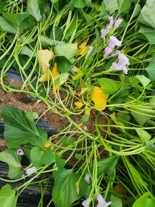 손웅호님의 고구마 · 영농일지 작성글 사진