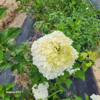 우리꽃님의 자유주제 · 자유게시판 작성글 사진