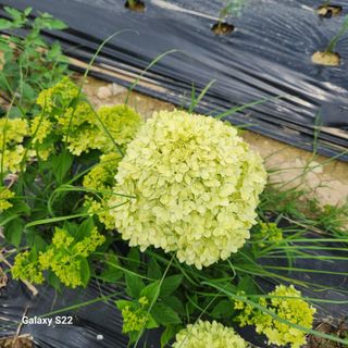 우리꽃님의 자유주제 · 자유게시판 작성글 사진